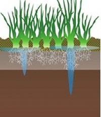 Wetting agents